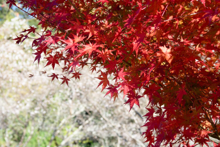 千里眼　京都　錦天満宮前北店